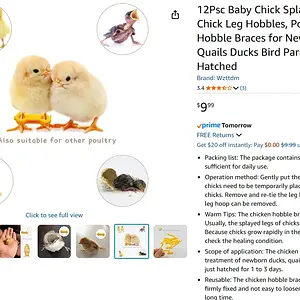 Media 'Capture8.webp' in category 'Budgies, Parakeets, and Cockatiels'