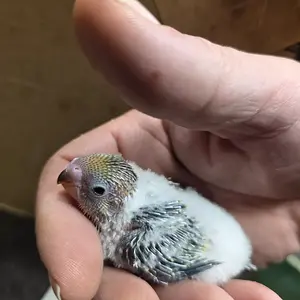 Media '20251018_102017.webp' in category 'Budgies, Parakeets, and Cockatiels'