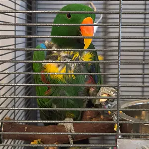 Media '1000002149.webp' in category 'Eclectus'