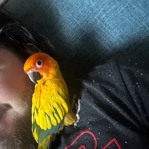Media 'IMG_4823.webp' in category 'Conures'