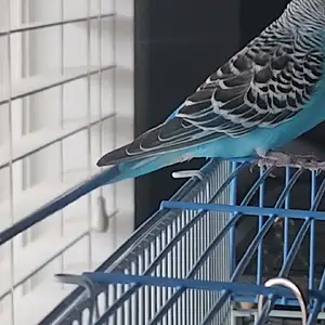 20251021_172825.mp4