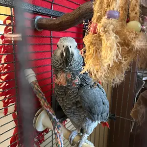 Yvons in cage_Oct 24_2025.webp