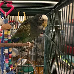 Vortex in her cage_oct 23 2025.webp