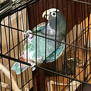 Vortex in parrot Coop_Nov 1_2025.webp