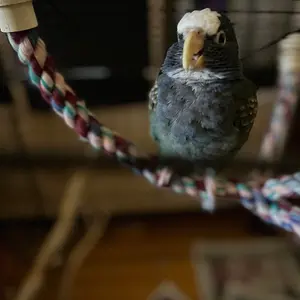 Vortex is displeased inside Coop_Nov 1 2025.webp