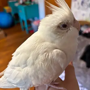 Media 'IMG_4987.webp' in category 'Budgies, Parakeets, and Cockatiels'