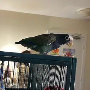 Vortex out and about_1.webp