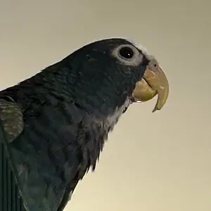 Vortex out and about_2.webp