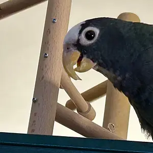 Vortex out and about_3.webp