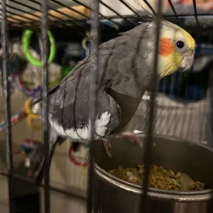 Redshift Good_Nov 8 2025.webp