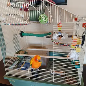 Media '20251117_142839.webp' in category 'Conures'