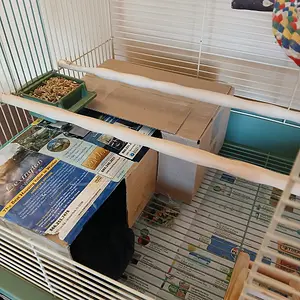 Media '20251117_142821.webp' in category 'Conures'