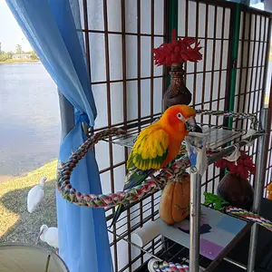 Media '20251117_145329.webp' in category 'Conures'