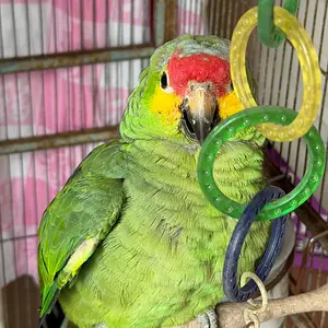 Media 'IMG_5798.webp' in category 'Amazons'