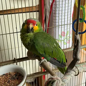 Media 'IMG_5801.webp' in category 'Amazons'