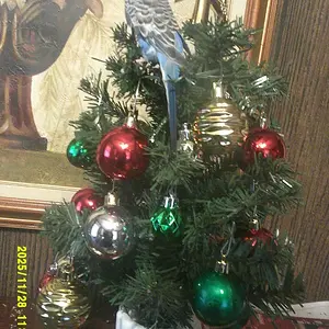 Screenshot 2025-11-28 11.04.56 AM.webp