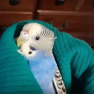 Screenshot 2025-11-27 12.02.52 PM.webp