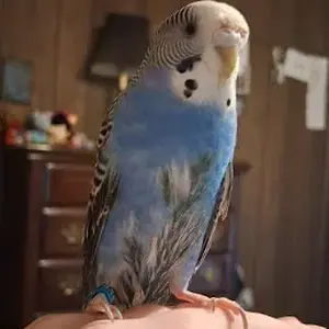 Screenshot 2025-11-29 7.15.57 PM.webp