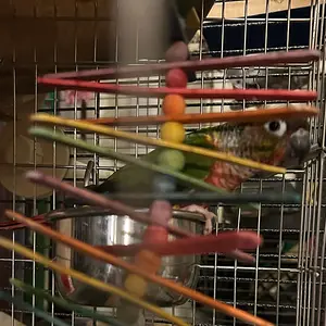 Tailgate hiding behind toy.webp