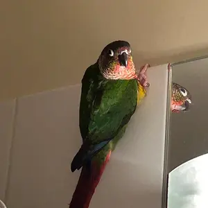 Tailgate beside mirror_Good_Dec 3 2025.webp