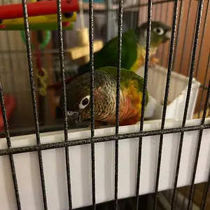 Quasar and Tailgate in community cage for first time_Dec 3 2025.webp