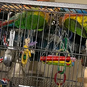 Quasar and Tailgate hang from top of cage_1.webp