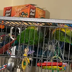 Quasar and Tailgate hang from top of cage_2.webp