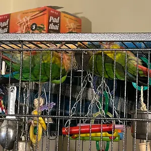 Quasar and Tailgate hang from top of cage_3.webp