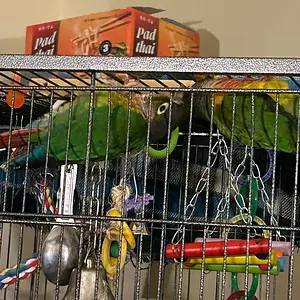 Quasar and Tailgate hang from top of cage_4.webp