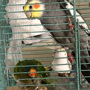 Charlie and Redshift in new cage again.webp