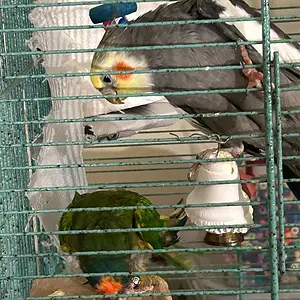 Charlie and redshift in new cage.webp