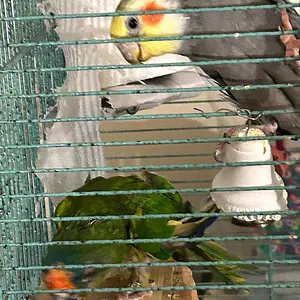 Charlie and Redshift.webp