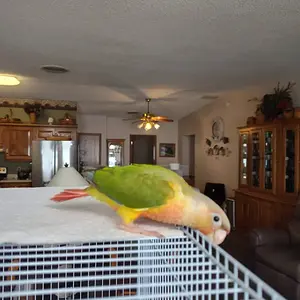 Media '1000007421.webp' in category 'Conures'