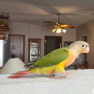 Media 'Screenshot_20251207_180038_Messenger.webp' in category 'Conures'