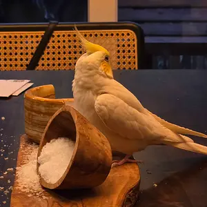 Media '23708.webp' in category 'Budgies, Parakeets, and Cockatiels'