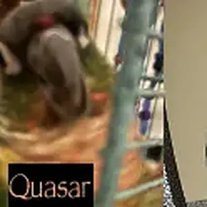 Banner- Vortex Charlie Red Yvons Quasar Tailgate.webp