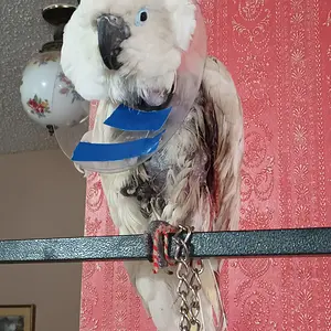 Media 'IMG_20251220_094914700.webp' in category 'Cockatoos'