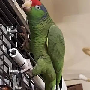 Media 'IMG_1468.webp' in category 'Amazons'