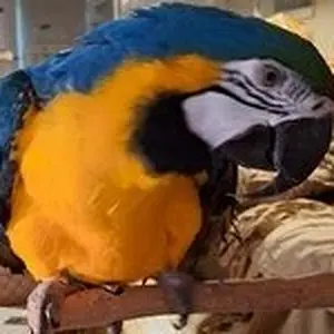 Media 'Bogey a.webp' in category 'Macaws'