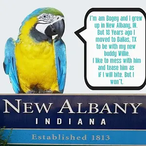 Media 'bogey NA IN 2.webp' in category 'Macaws'