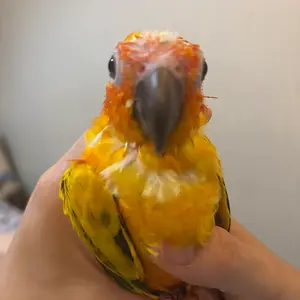 Media 'IMG_5592.webp' in category 'Conures'