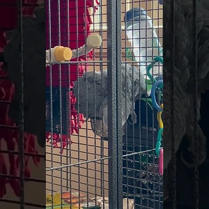 Media '- YouTube' in album 'Videos at Domnijoe.'