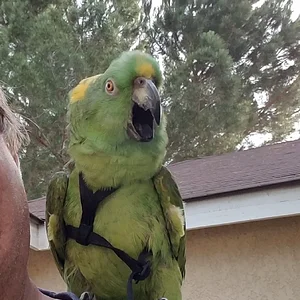 Bingo smile (2).webp