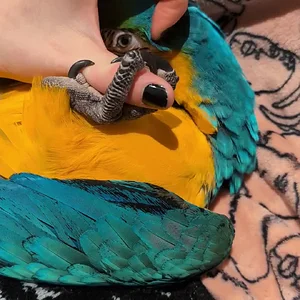 PXL_20260205_203810569~2.mp4