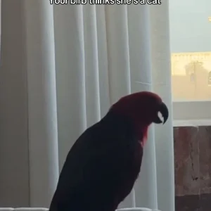 daabb59b0a09455eb2201872fd5bcdb2.mp4