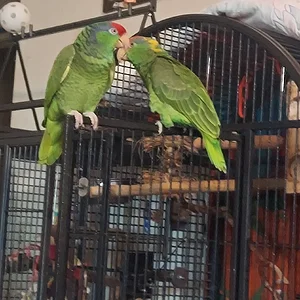 cheddar and Merlin.webp