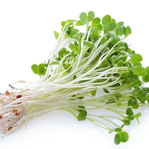 Alfalfa-Sprouts.webp