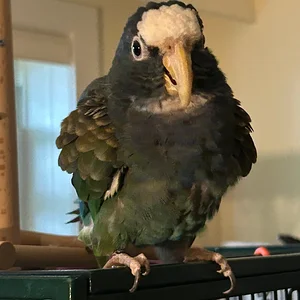 Vortex at playtime july 2026.webp