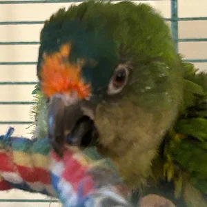 Charlie chews toy july 26 2026 at 26 yrs old.webp