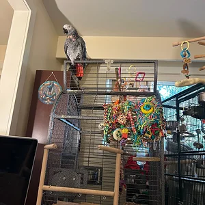 Yvons and his new foraging mat_July 2026.webp